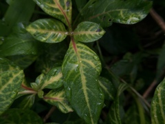 Alternanthera yellow vein virus