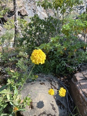 Rudbeckia glaucescens