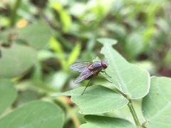 Muscidae