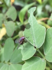 Muscidae