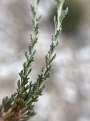 Artemisia pygmaea