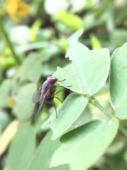 Muscidae