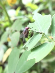 Muscidae
