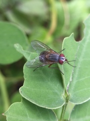 Muscidae