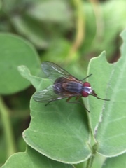Muscidae