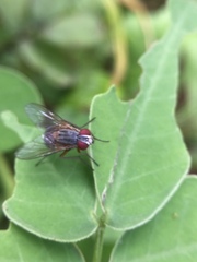 Muscidae