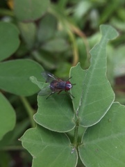 Muscidae