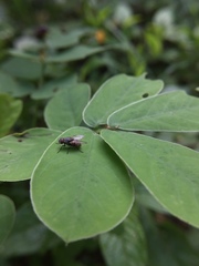 Muscidae
