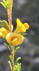Pultenaea parviflora