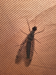 Orohermes crepusculus