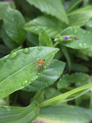 Oxyopes