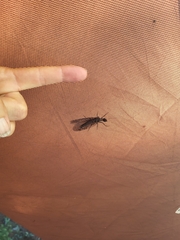 Orohermes crepusculus