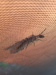 Orohermes crepusculus