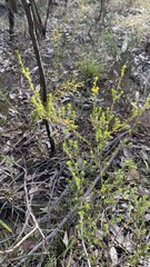 Pultenaea parviflora