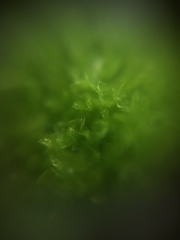 Bryophyta