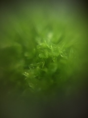 Bryophyta