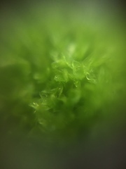 Bryophyta