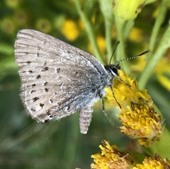 Satyrium behrii
