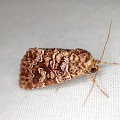 Callopistria granitosa