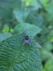 Muscidae