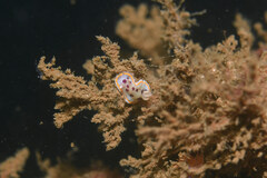 Goniobranchus tumuliferus
