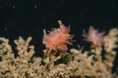 Unidentia aliciae