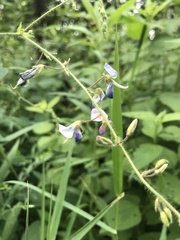 Desmodium canescens