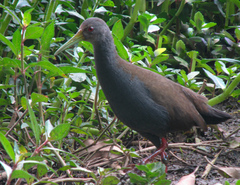 Pardirallus nigricans