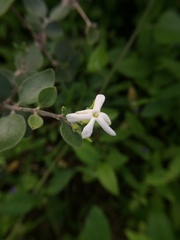 Jasminum