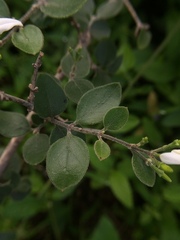 Jasminum