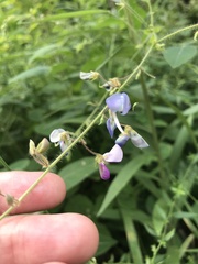 Desmodium canescens