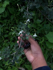 Jasminum