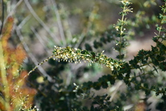 Grevillea uniformis