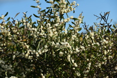 Hakea anadenia