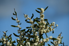Hakea anadenia