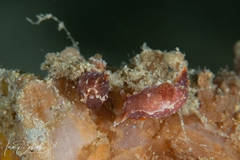 Polycera parvula