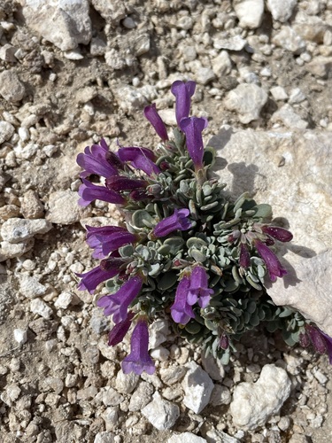 Image of Thompson's beardtongue by (c) Matt Berger, some rights reserved (CC BY)