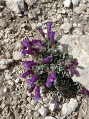 Penstemon thompsoniae