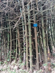 Bambusa sinospinosa