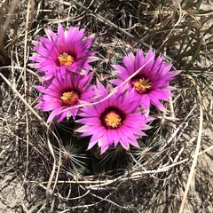 Mammillaria wrightii wrightii