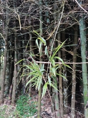 Bambusa sinospinosa