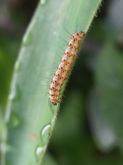 Lepidoptera