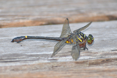 Ictinogomphus acutus
