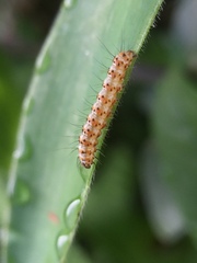 Lepidoptera