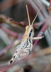Melanoplus cinereus