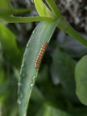 Lepidoptera