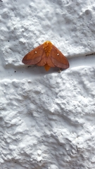 Anisota virginiensis