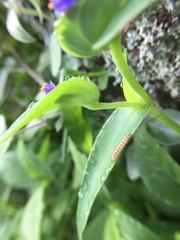 Lepidoptera