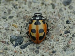 Hippodamia parenthesis