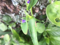 Lepidoptera